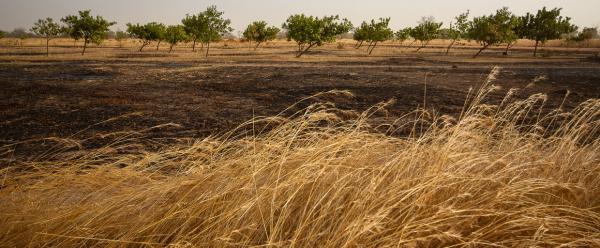 Chaque année dans la région de Kolda au Sénégal, les agriculteurs mettent le feu à leurs parcelles pour éliminer les mauvaises herbes © R. Belmin, Cirad